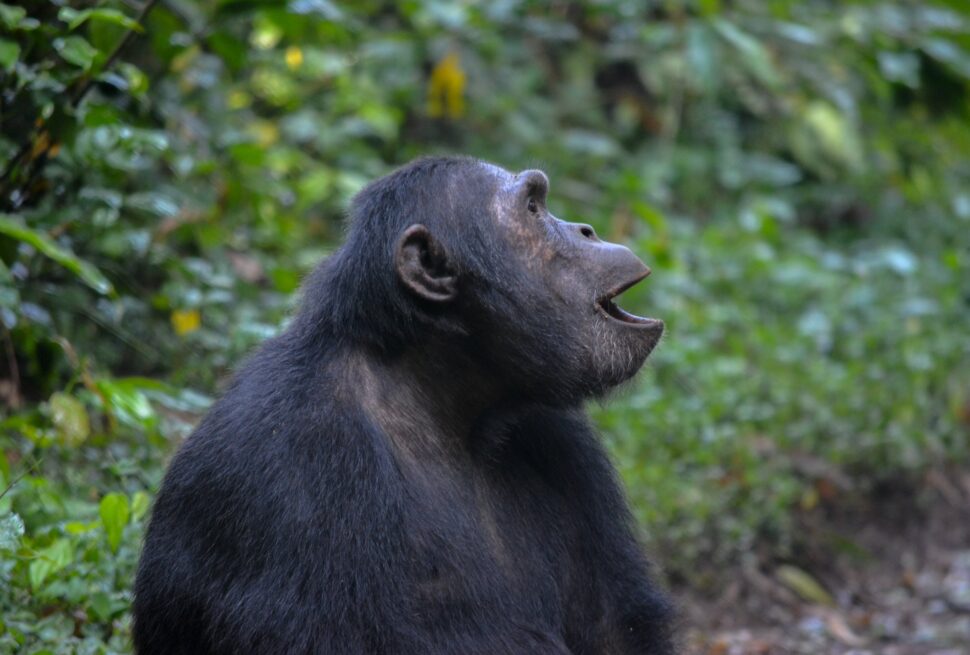 Short Uganda Safaris