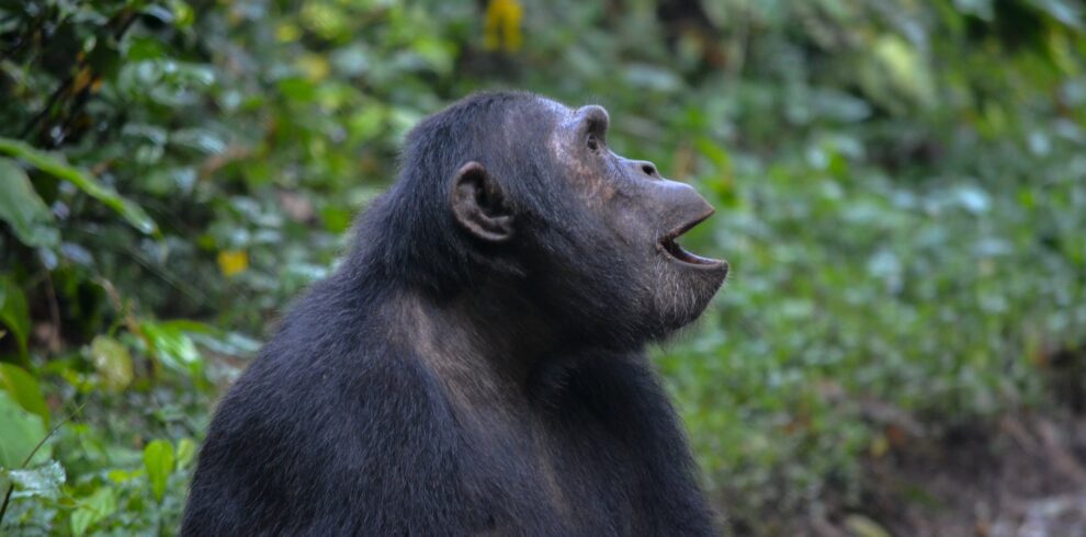 Short Uganda Safaris