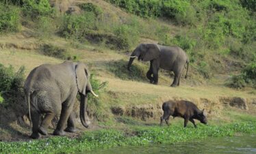 Luxury Uganda Safari Tour