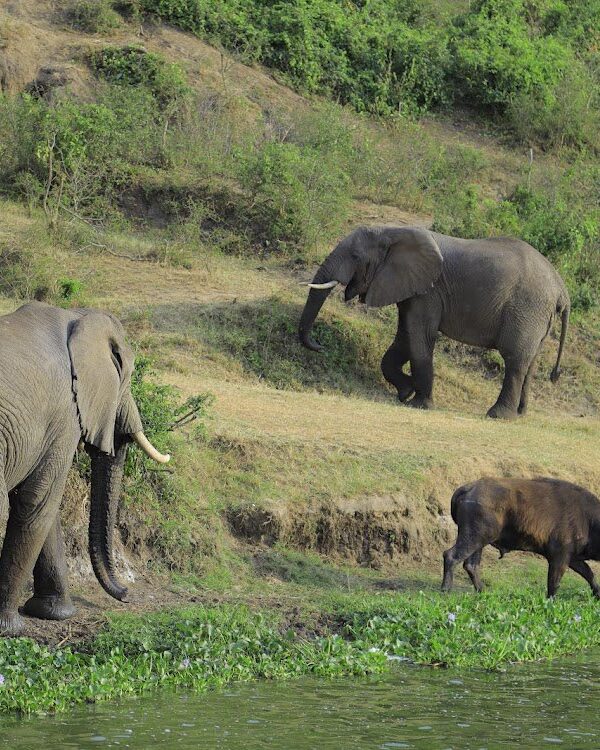 Luxury Uganda Safari Tour