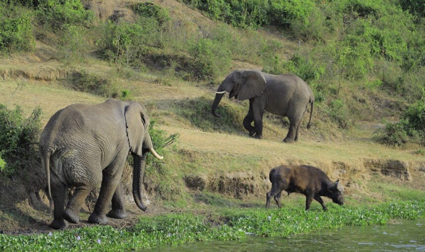 What to Expect on a Luxury Uganda Murchison Falls Safari