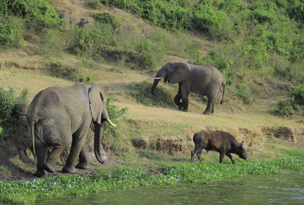 Luxury Uganda Safari Tour