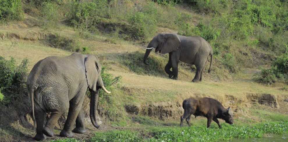 Luxury Uganda Safari Tour