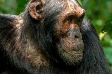 Chimpanzee Trekking Uganda Safari Trip