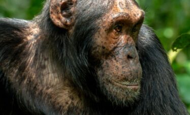 Chimpanzee Trekking Uganda Safari Trip