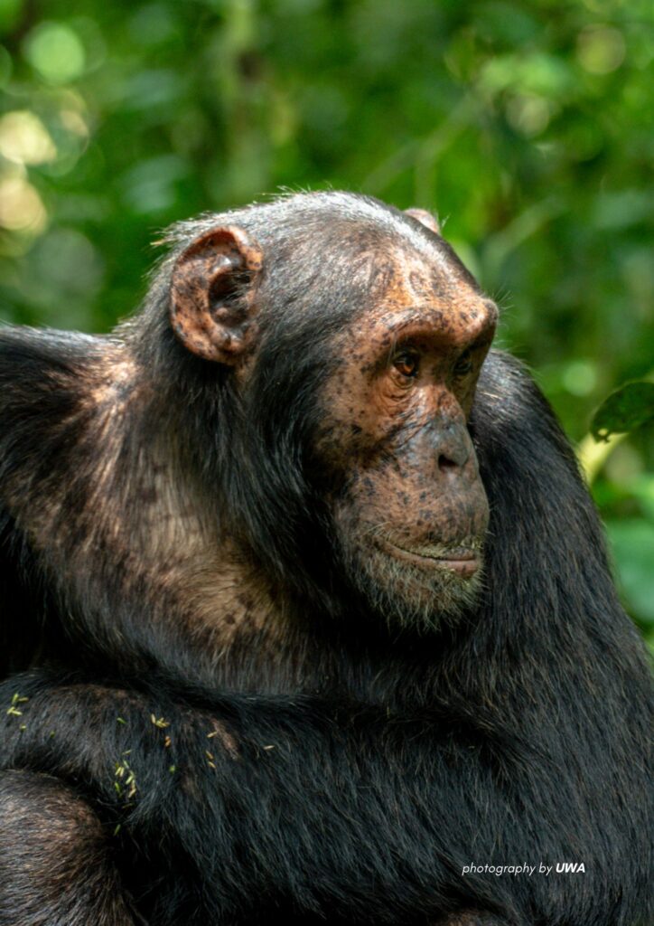 Chimpanzee Trekking Uganda Safari Trip