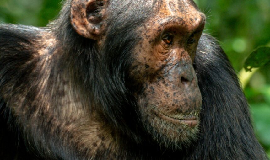 How Long Are Family-Friendly Uganda Safari Tours?