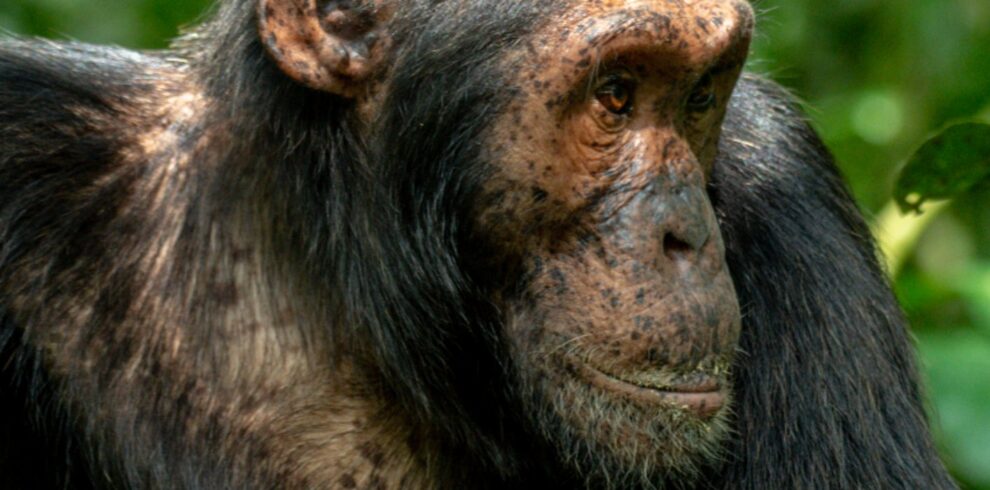 Chimpanzee Trekking Uganda Safari Trip