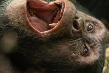 Budget Uganda Chimpanzee safari