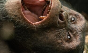 Budget Uganda Chimpanzee safari