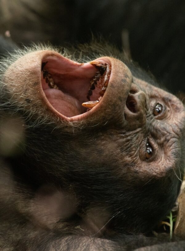 Budget Uganda Chimpanzee safari