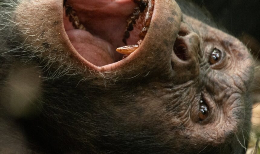 Why Visit Uganda for a Safari Holiday Vacation