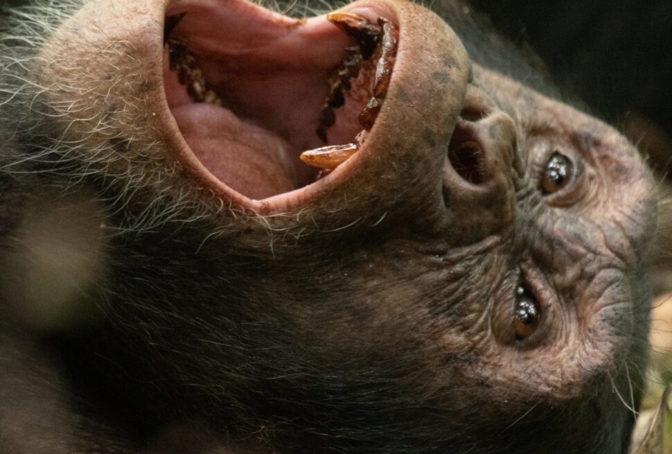 Budget Uganda Chimpanzee safari