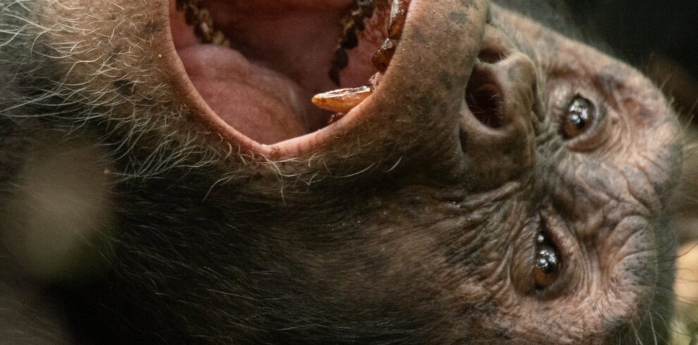 Budget Uganda Chimpanzee safari