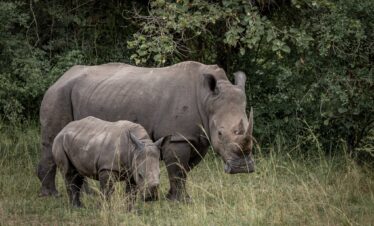 Best 7 day Uganda safari trips