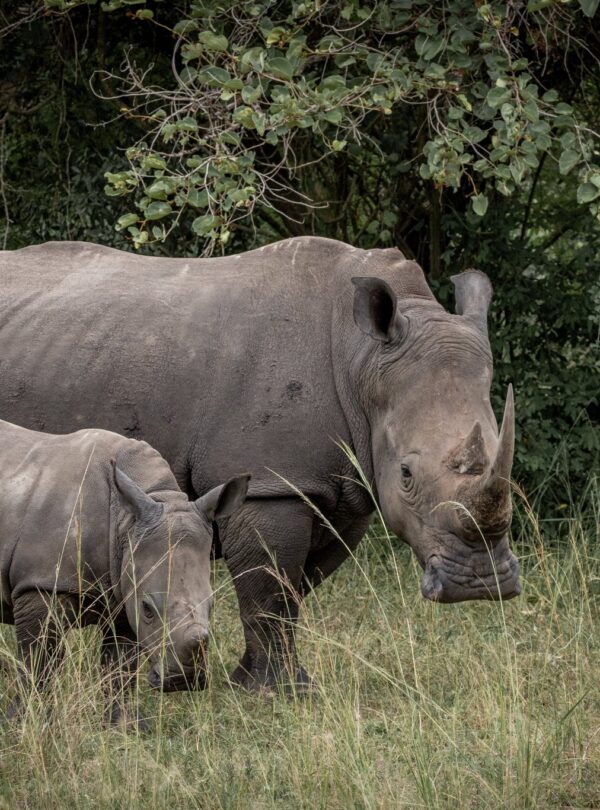 Rhino Tracking on Uganda Safari