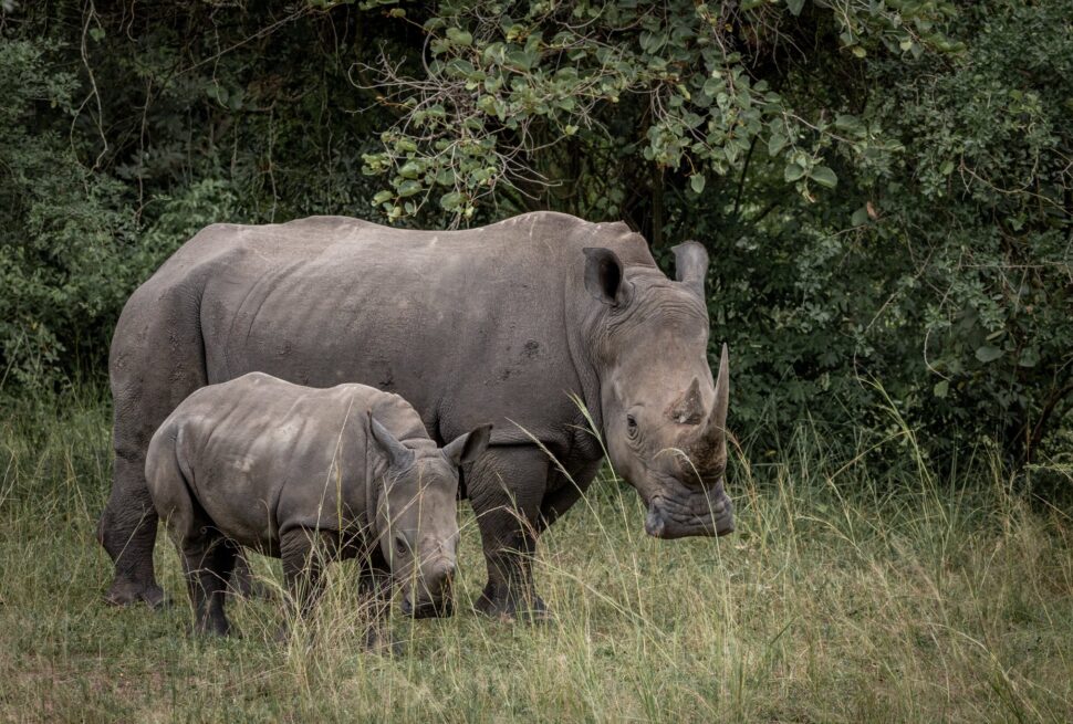 Rhino Tracking on Uganda Safari