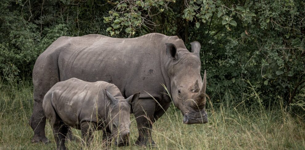 Rhino Tracking on Uganda Safari
