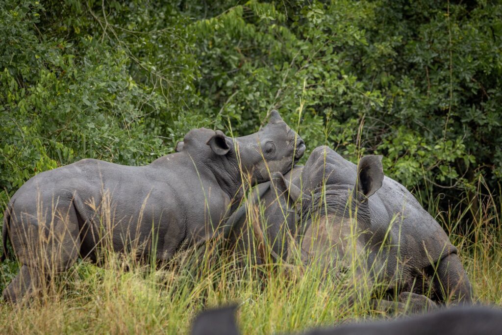 Best Uganda Budget Safari Trip