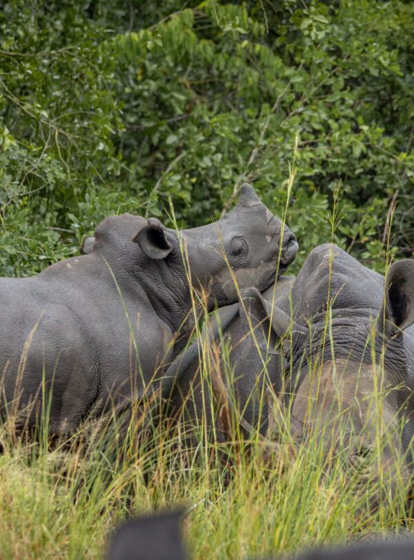 Best Uganda Budget Safari Trip