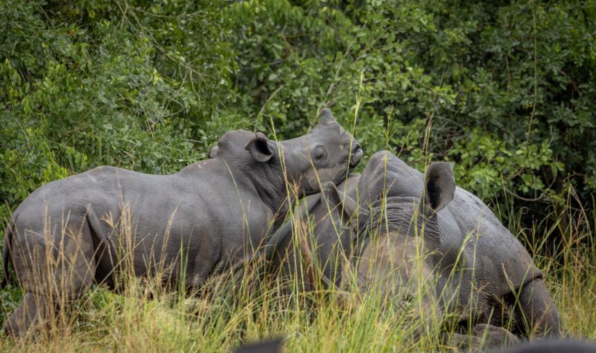 Best Uganda Safari Tour Packages for Families, Couples & Solo Travelers