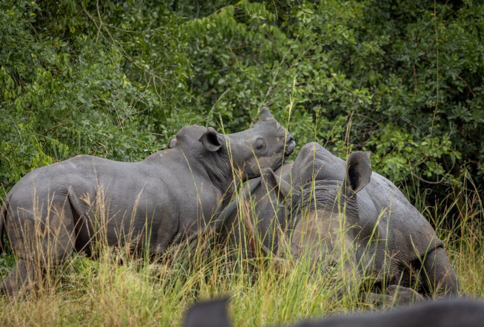Best Uganda Budget Safari Trip