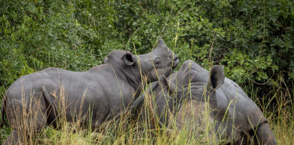 Best Uganda Budget Safari Trip