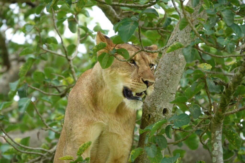 best wildlife safari Uganda