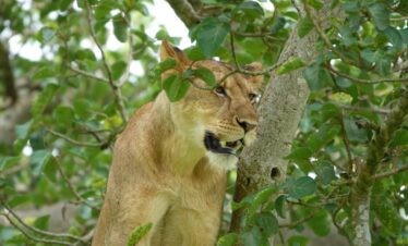 best wildlife safari Uganda