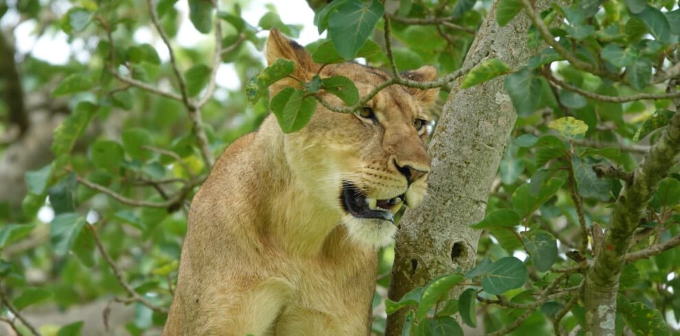 best wildlife safari Uganda