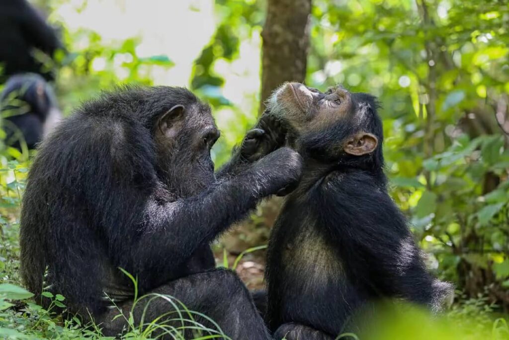 Best Chimpanzee trekking Uganda Safari