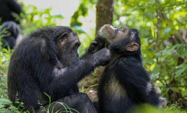 Best Chimpanzee trekking Uganda Safari