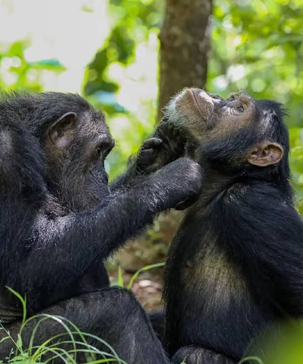 Best Chimpanzee trekking Uganda Safari