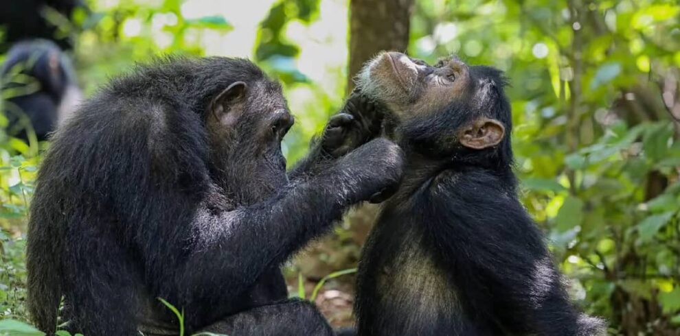 Best Chimpanzee trekking Uganda Safari